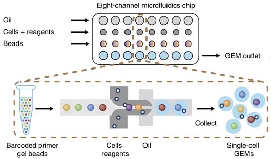 Single cell library prep