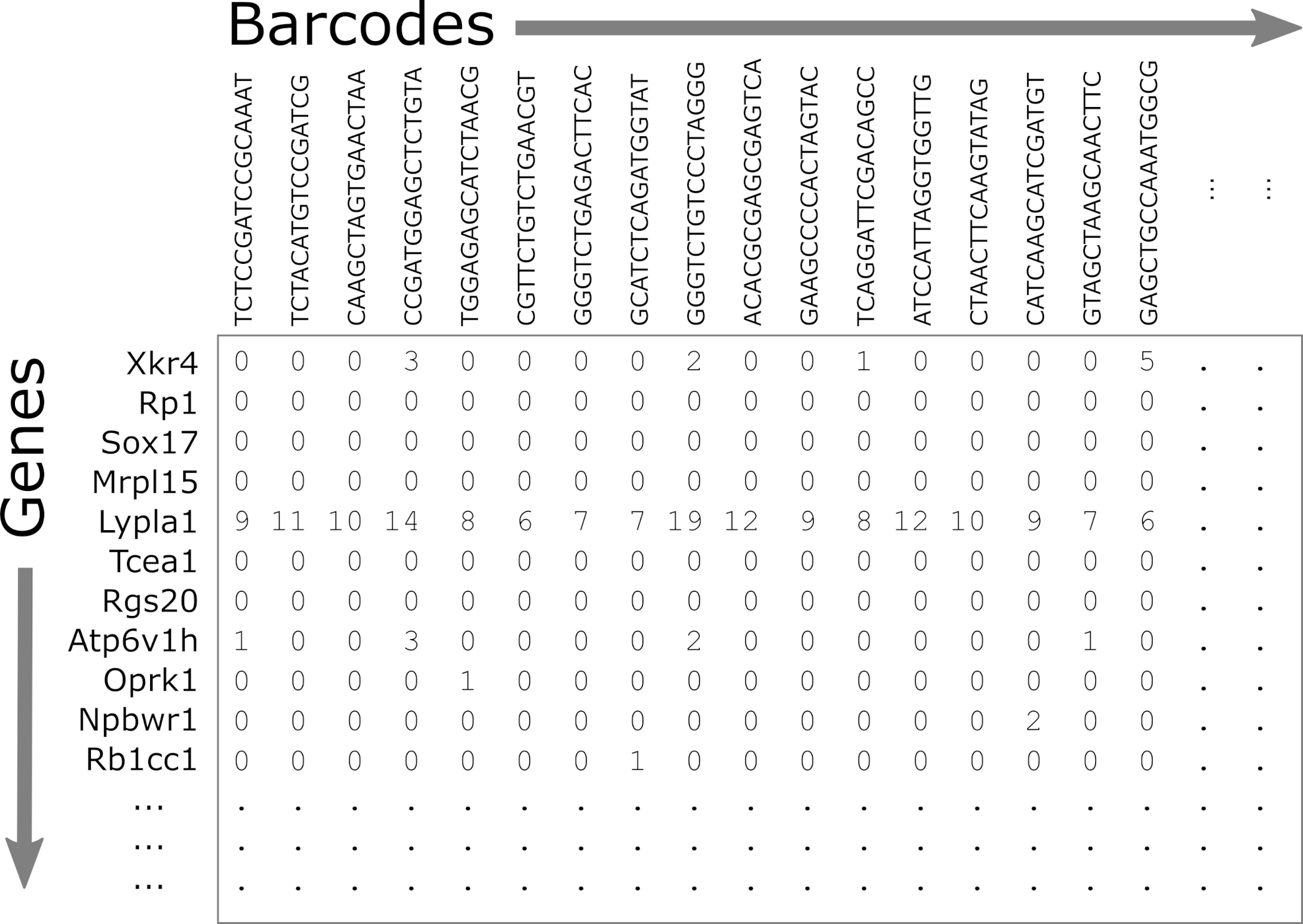 Count Matrix