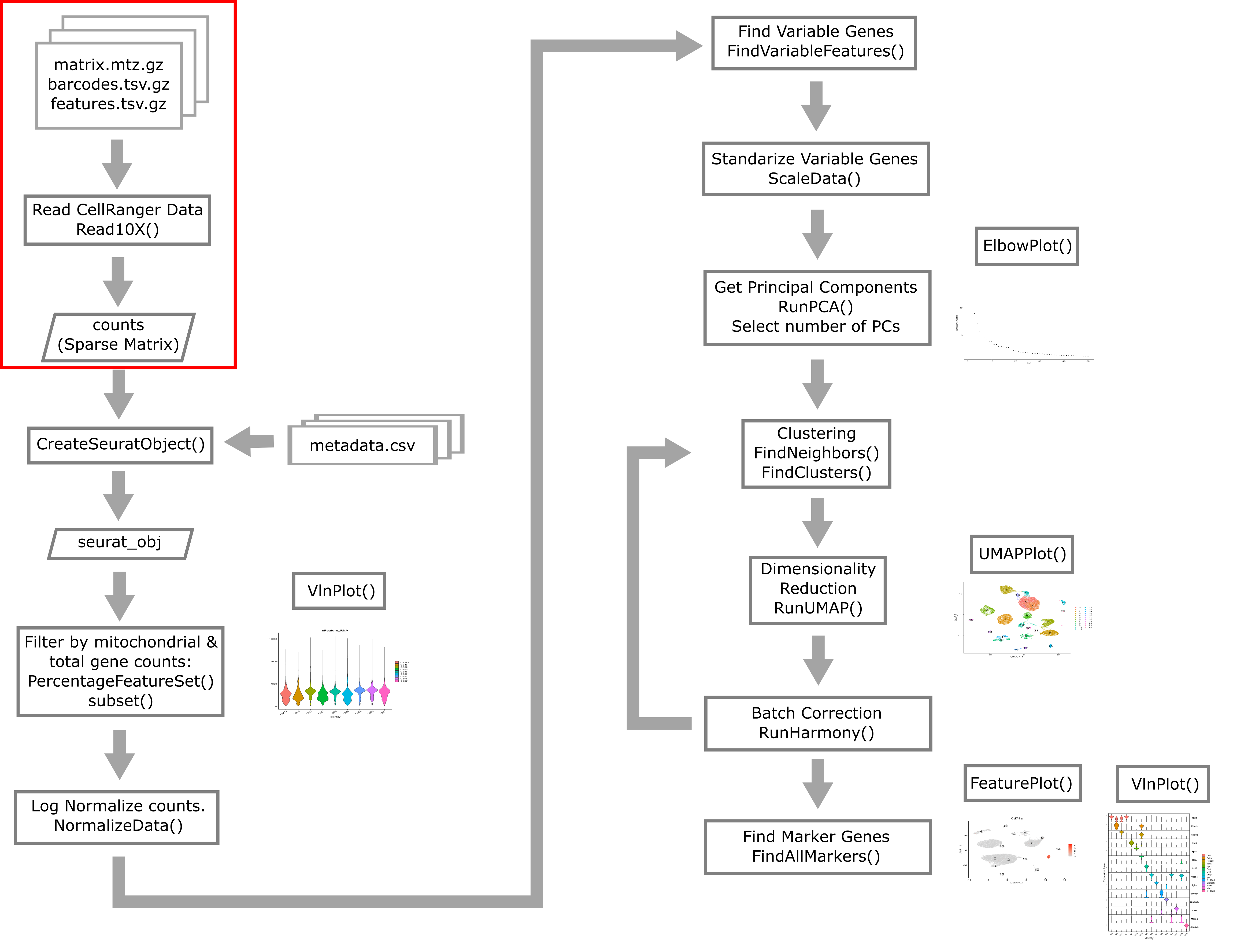 Single Cell Flowchart