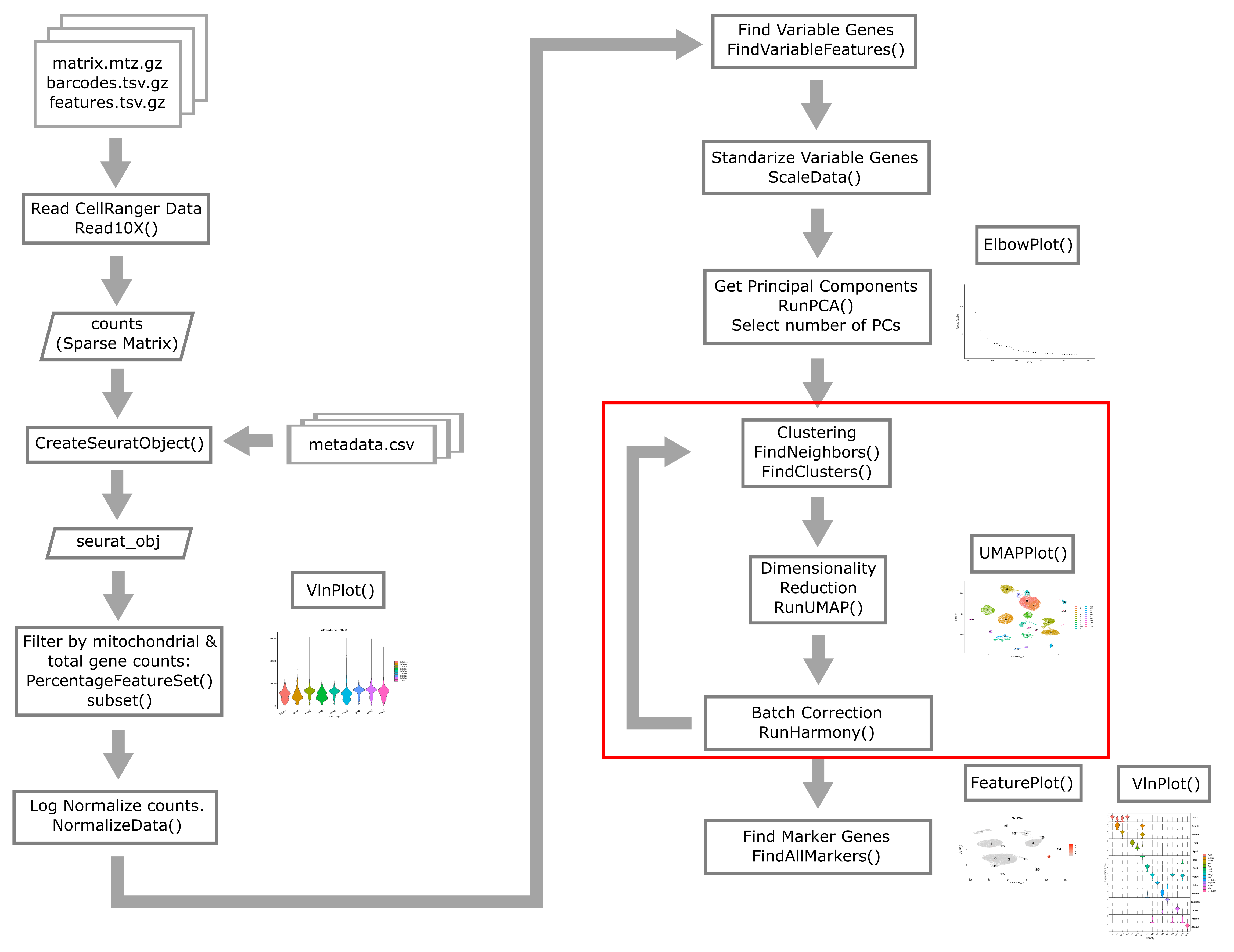 Single Cell Flowchart