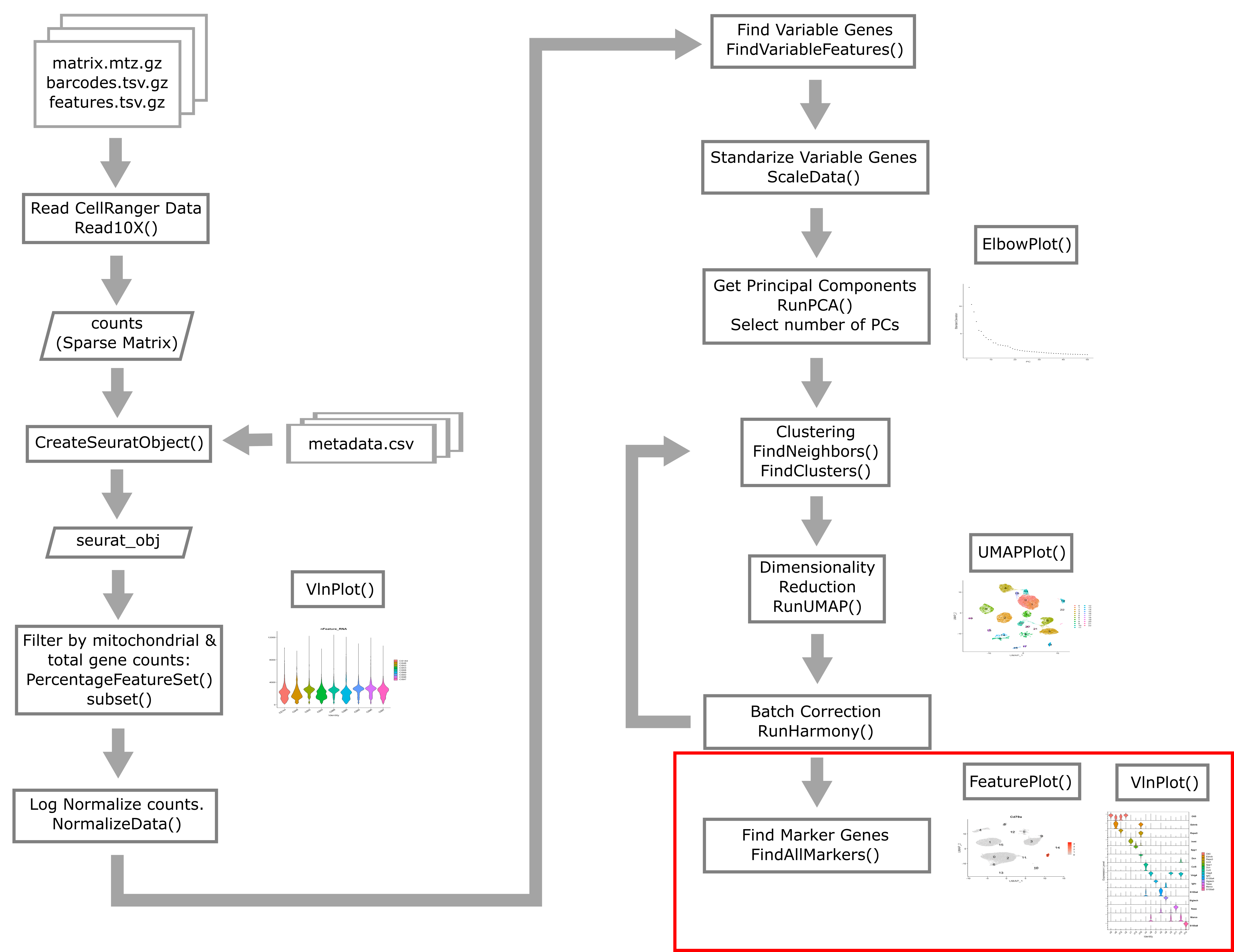 Single Cell Flowchart