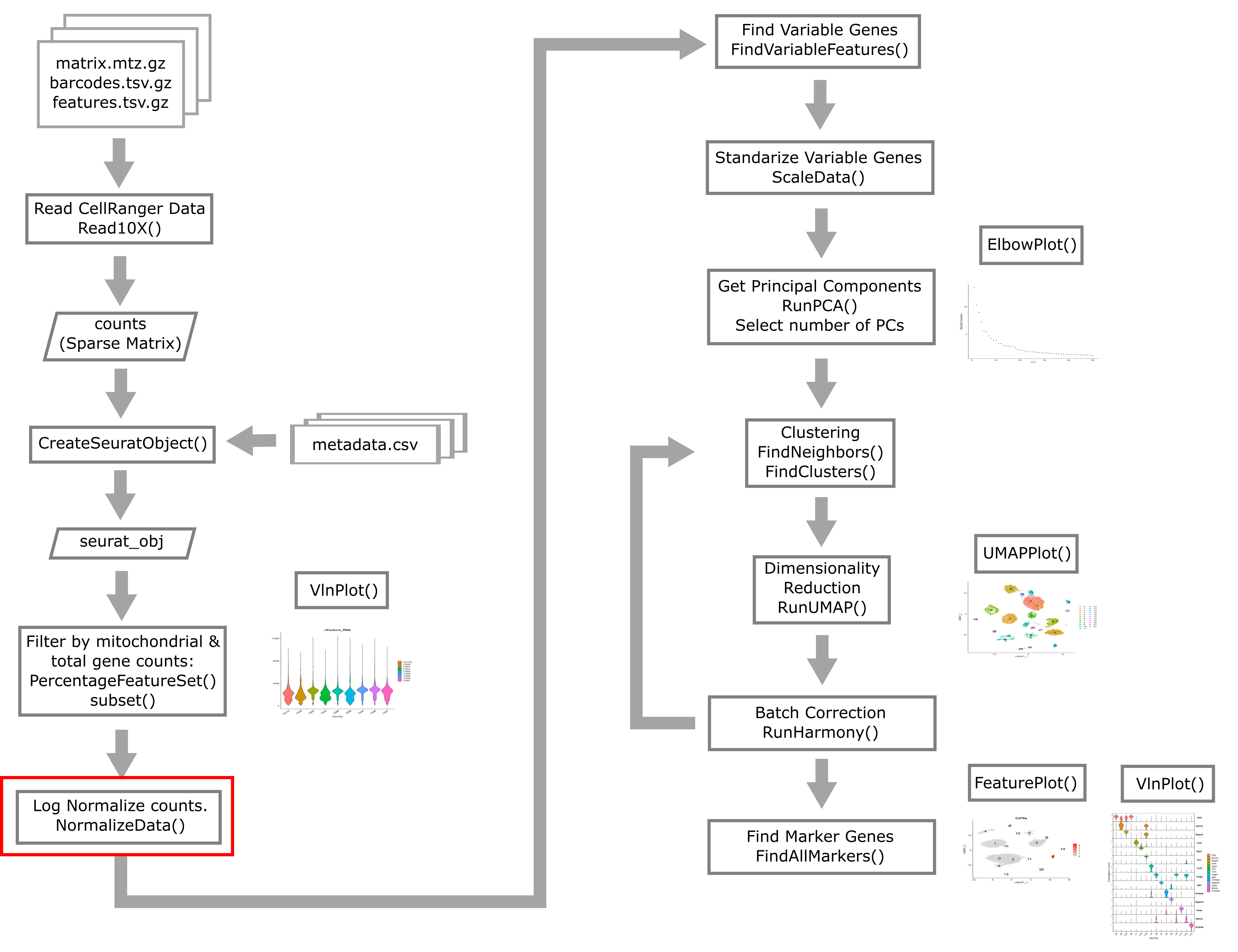 Single Cell Flowchart