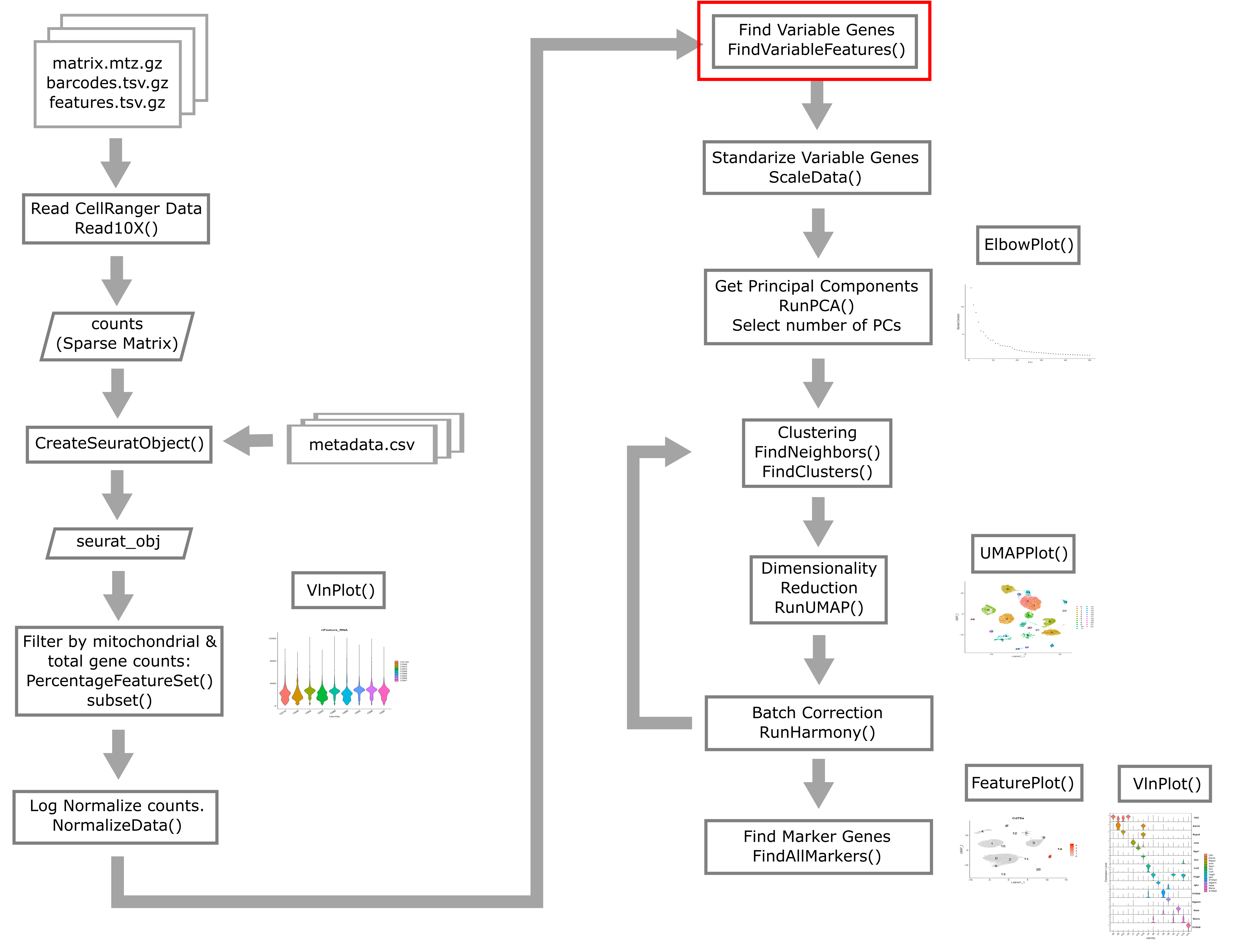 Single Cell Flowchart