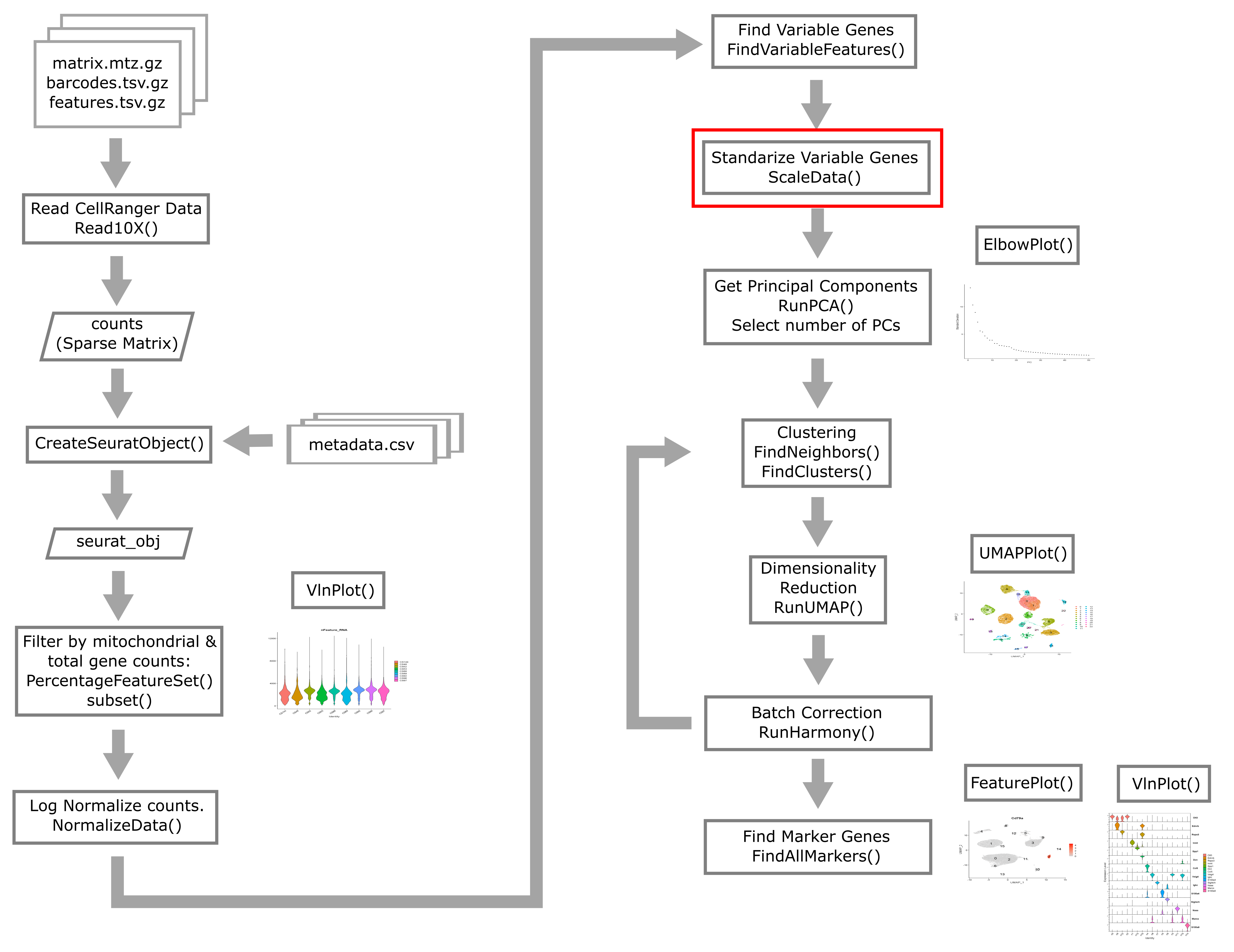 Single Cell Flowchart