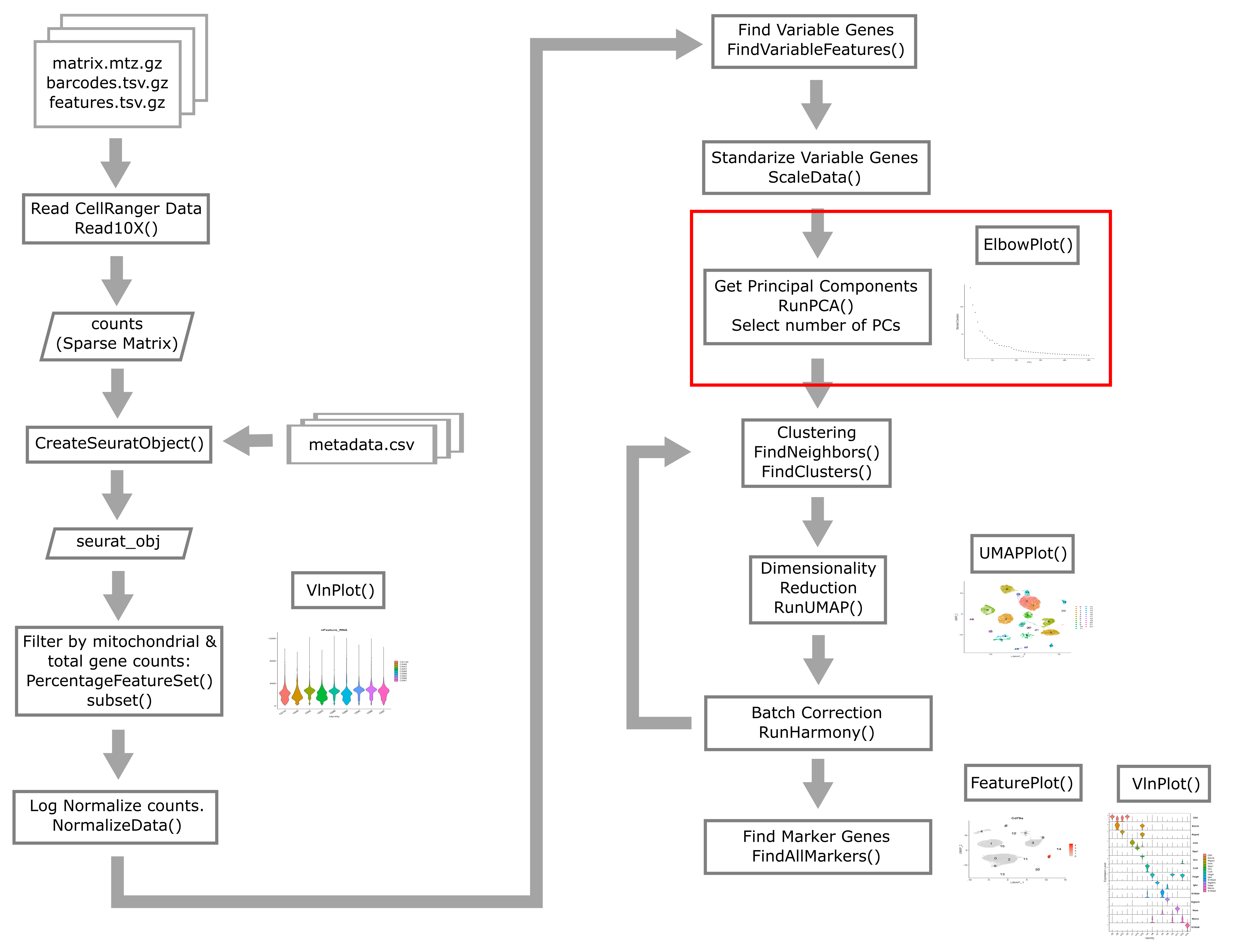 Single Cell Flowchart