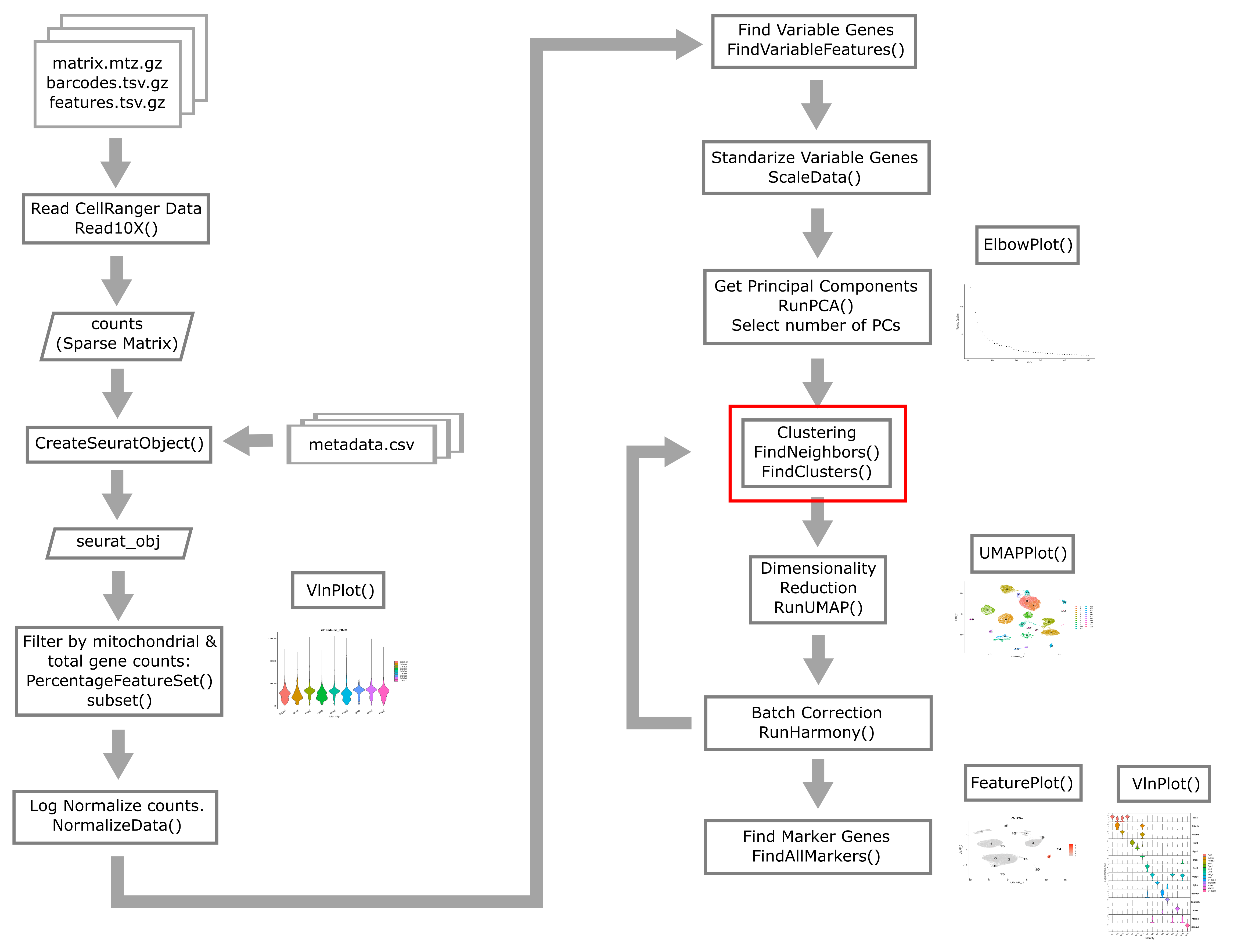 Single Cell Flowchart