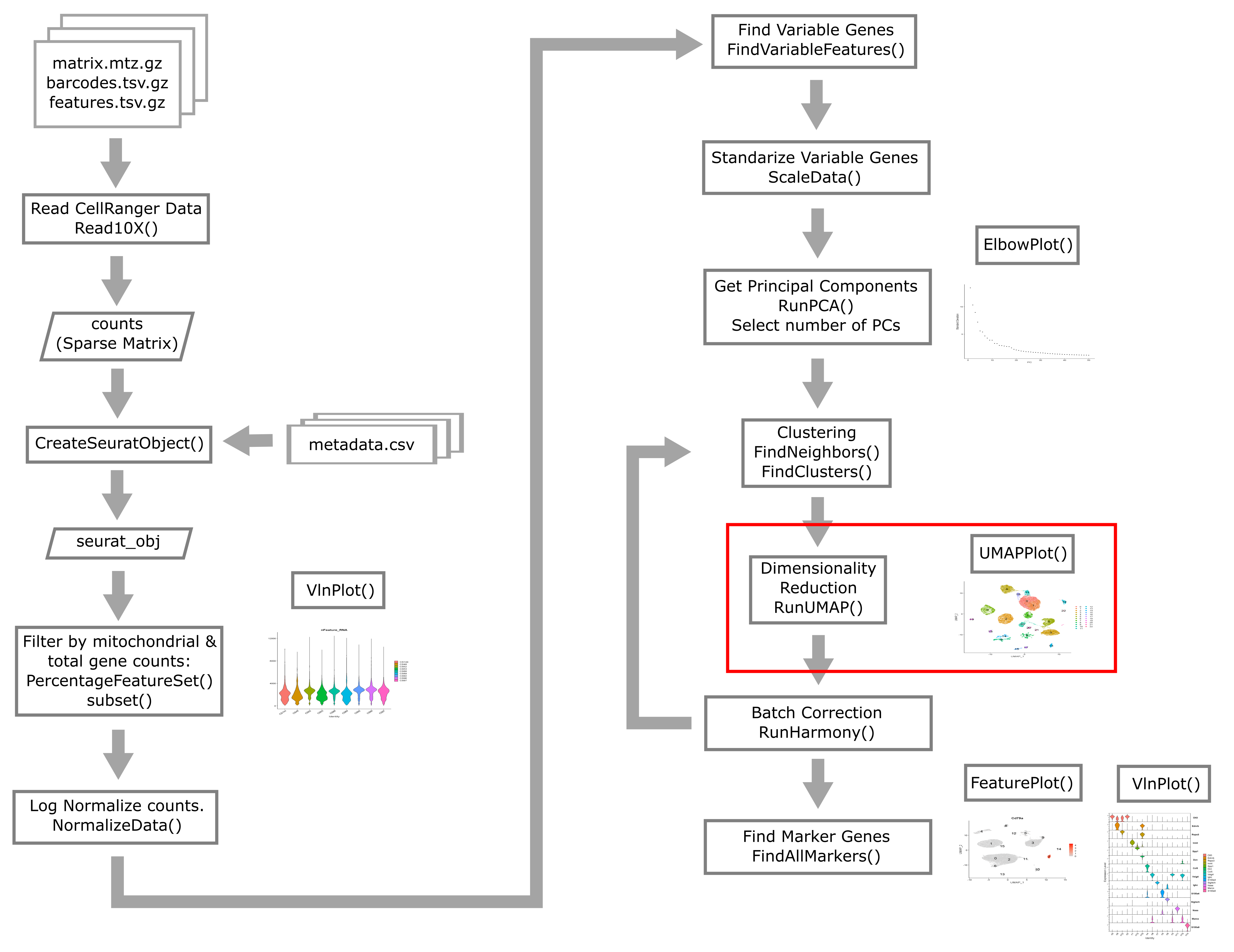 Single Cell Flowchart